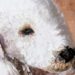 BEDLINGTON TERRIER . huile couteau