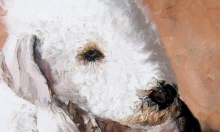 BEDLINGTON TERRIER . huile couteau