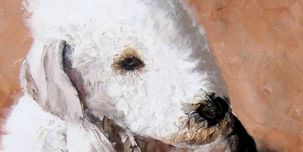 BEDLINGTON TERRIER . huile couteau