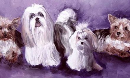 BICHON, SHIHTZU & YORK . huile couteau