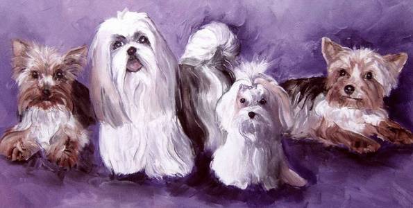 BICHON, SHIHTZU & YORK . huile couteau