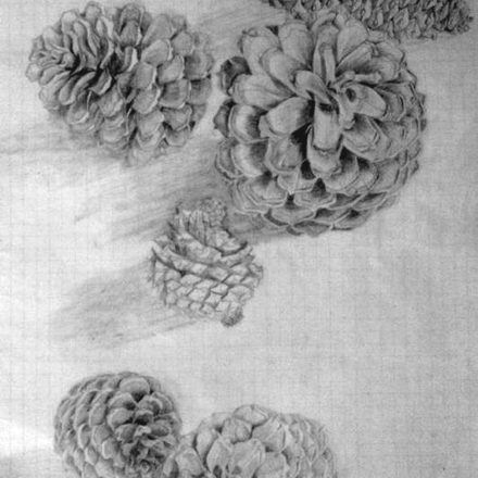 Pommes de pins (crayon)