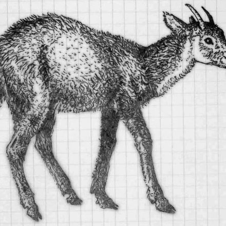 Serow de Fromose (stylo bille)