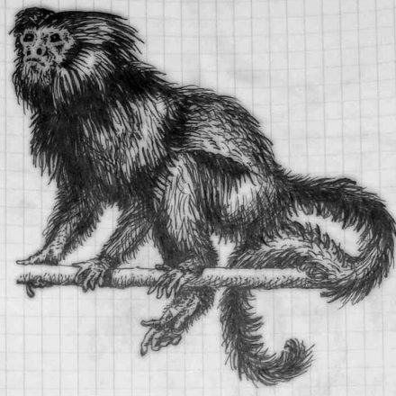 Tamarin de Goeldi (stylo bille)