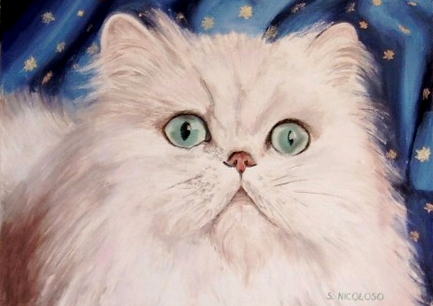 LUCAS . persan chinchilla (peinture)