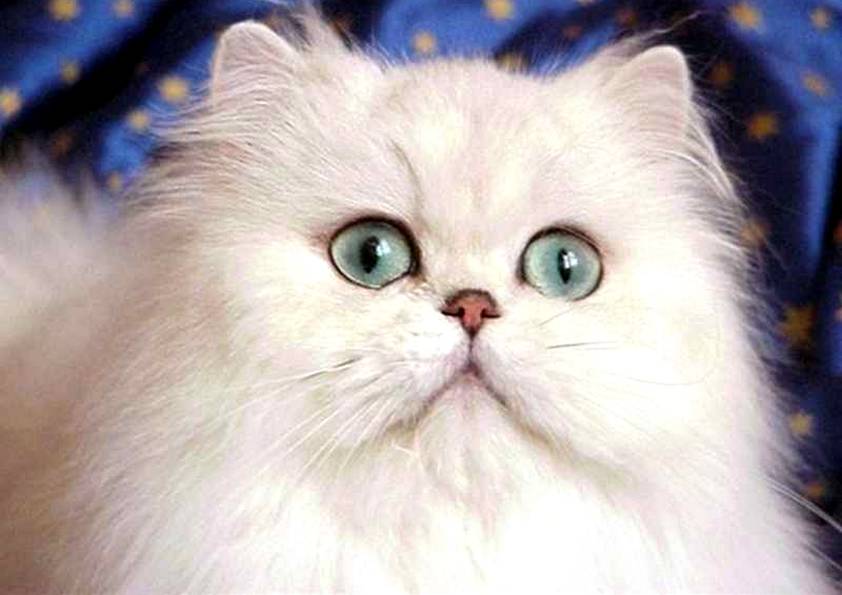 LUCAS . persan chinchilla (original)