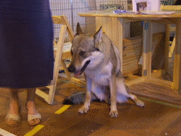 Salon animalier CRUSEILLES . 1ère Edition (photo)