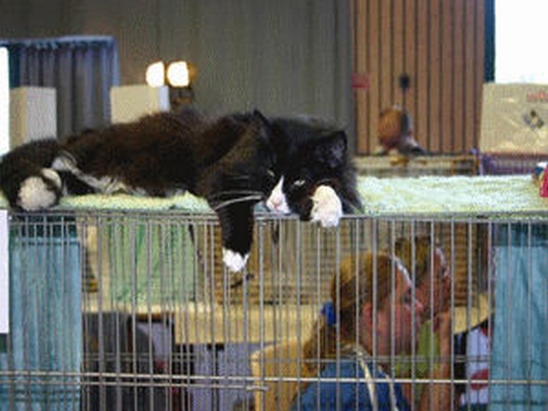 Salon animalier CRUSEILLES . 1ère Edition (photo)