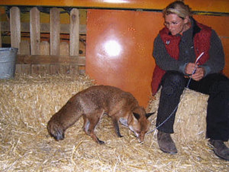 Salon du cheval & du poney LYON EUREXPO . 12ème Edition (photo)
