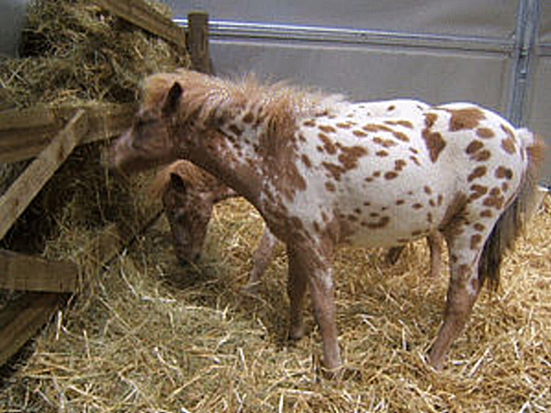 Salon du cheval & du poney LYON EUREXPO . 12ème Edition (photo)