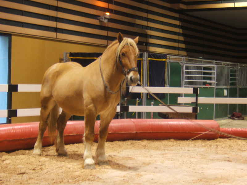 Salon du cheval & du poney LYON EUREXPO . 14ème Edition (photo)