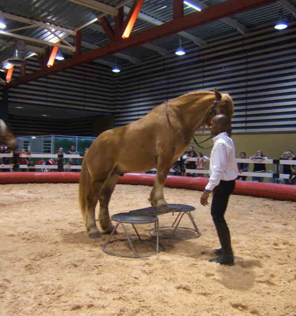 Salon du cheval & du poney LYON EUREXPO . 14ème Edition (photo)