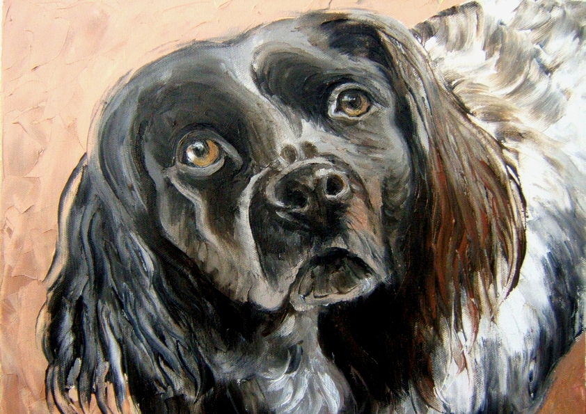 ARAMIS . épagneul blanc noir (peinture)