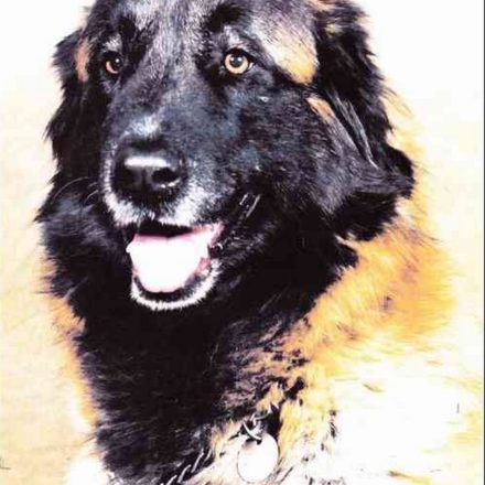 TAMARA . Estrela (original)