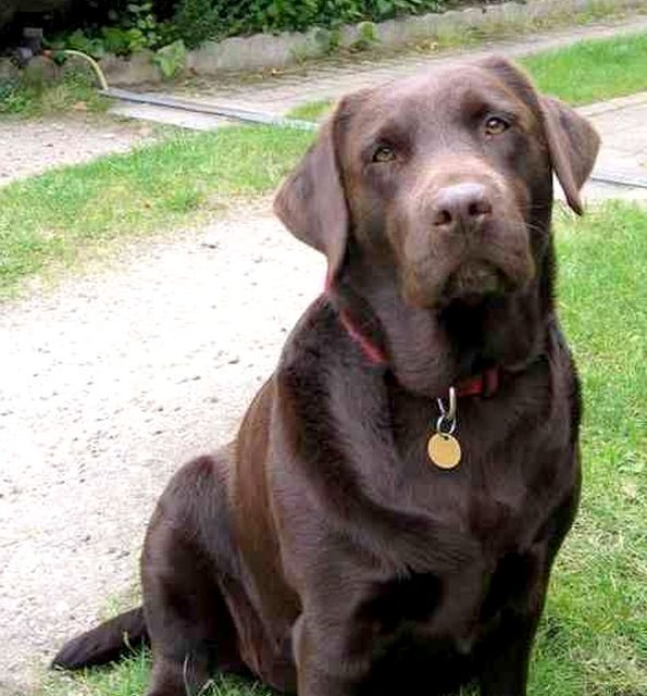 URFEE . Labrador chocolat (original)