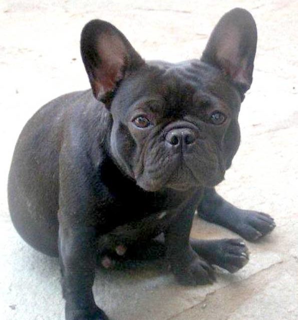 AMORETTA . bouledogue français (original)