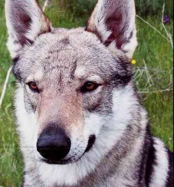 AR'WANN . chien loup tchécoslovaque (original)