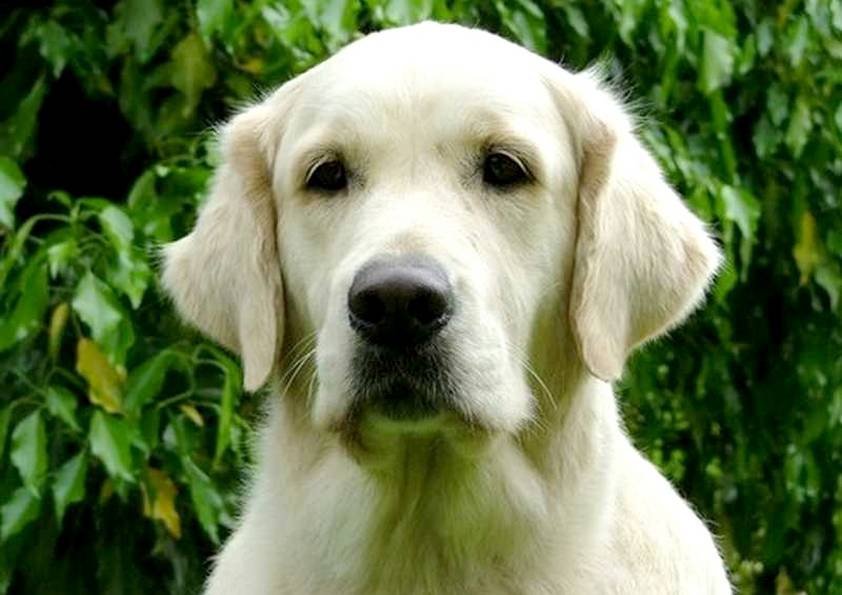 ARWEN . golden retriever (original)