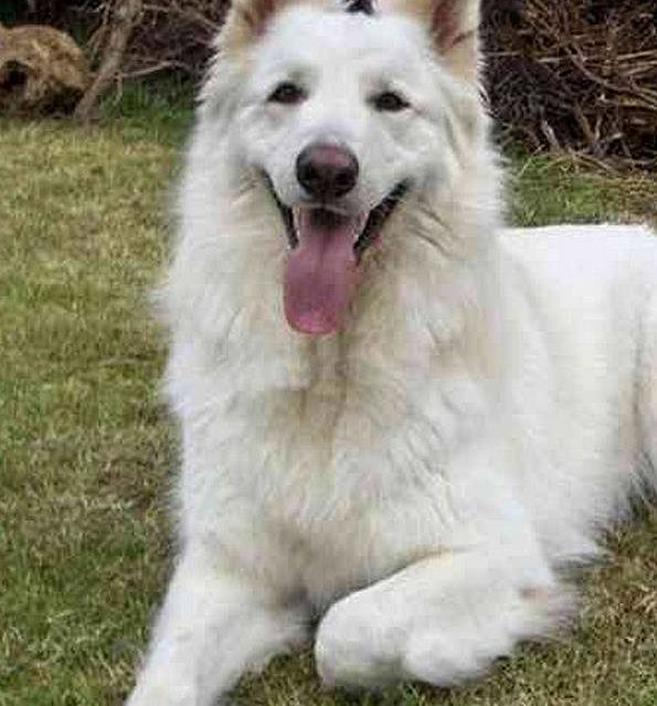 ASLAN . Berger blanc Suisse (original)