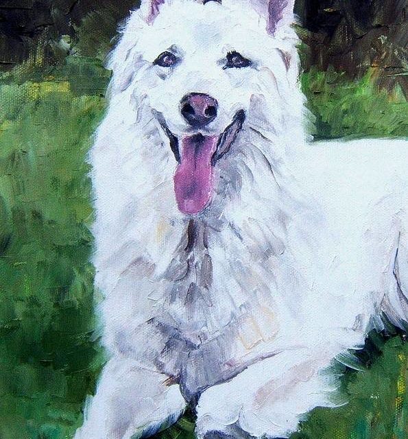 ASLAN . Berger blanc Suisse (peinture)