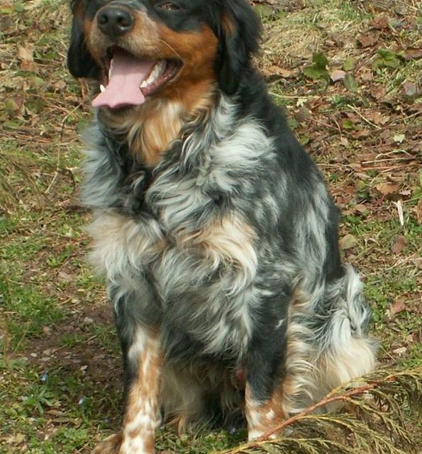 ATHOS . épagneul tricolore (original)