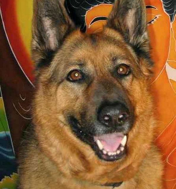 BERGER ALLEMAND (original)