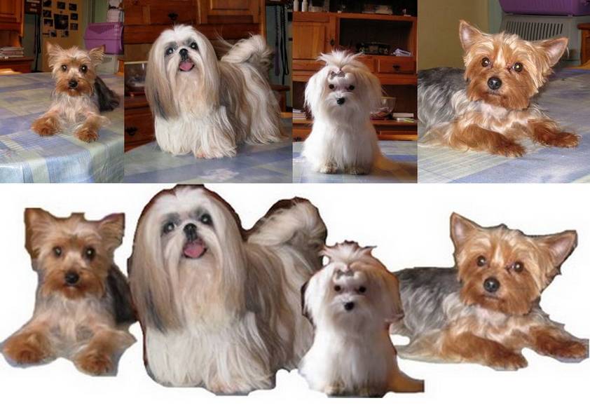 BICHON, SHIHTZU & YORK (montage 4 chiens)
