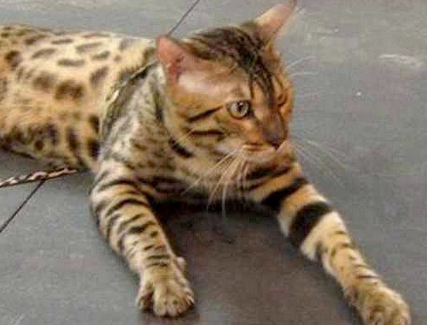 BILL . Bengal (original)