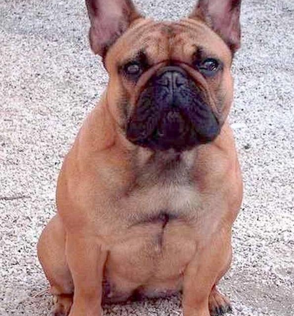 BIOUTY . bouledogue français (original)