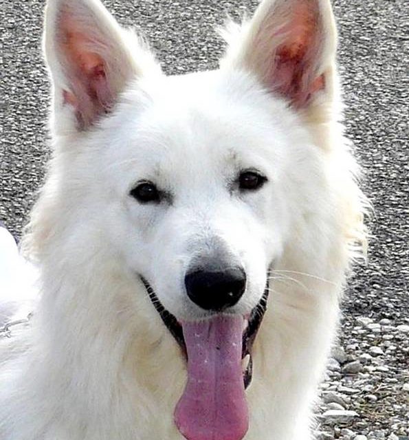 BOCKLIN . Berger blanc suisse (original)
