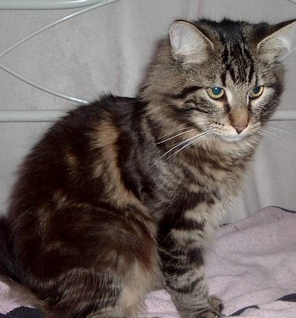 CATHARE . norvégien (original)