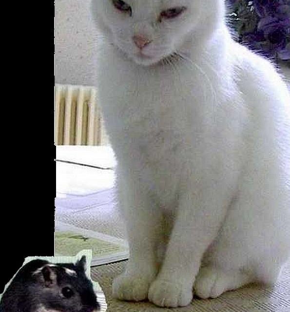 CHAT & GERBILLE (original)