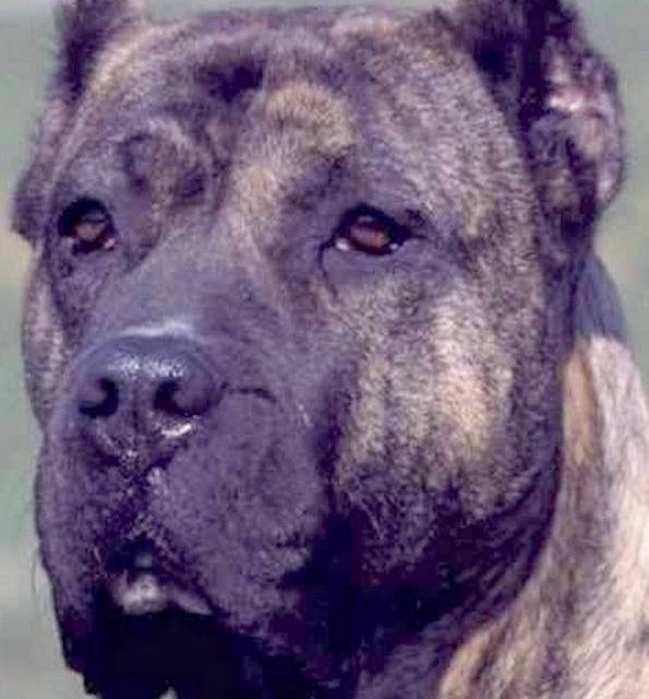 DOGO CANARIO (original)