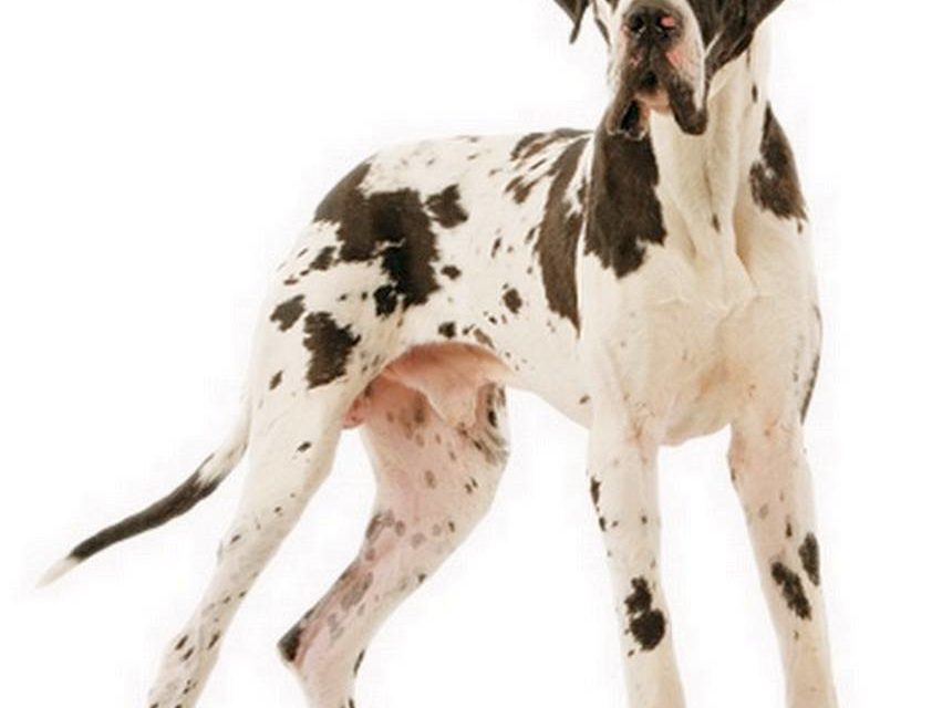 DOGUE ALLEMAND (original)