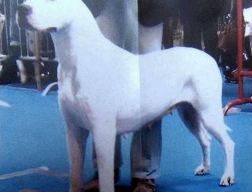 DOGUE ARGENTIN (original)