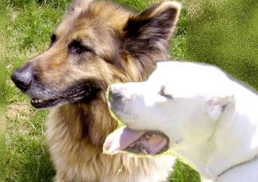 DOGUE & BERGER (montage)