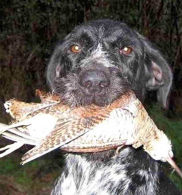 DRAHTHAAR . chien de chasse (original)