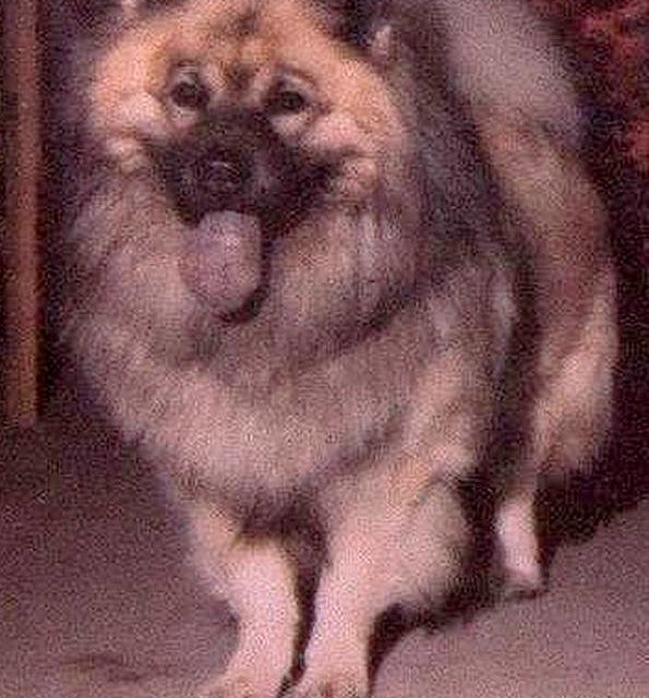 EURASIER (original)