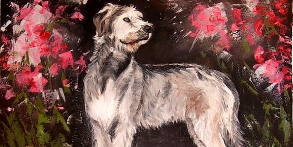 IRISH WOLFHOUND . huile couteau