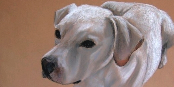 LABRADOR . pastel