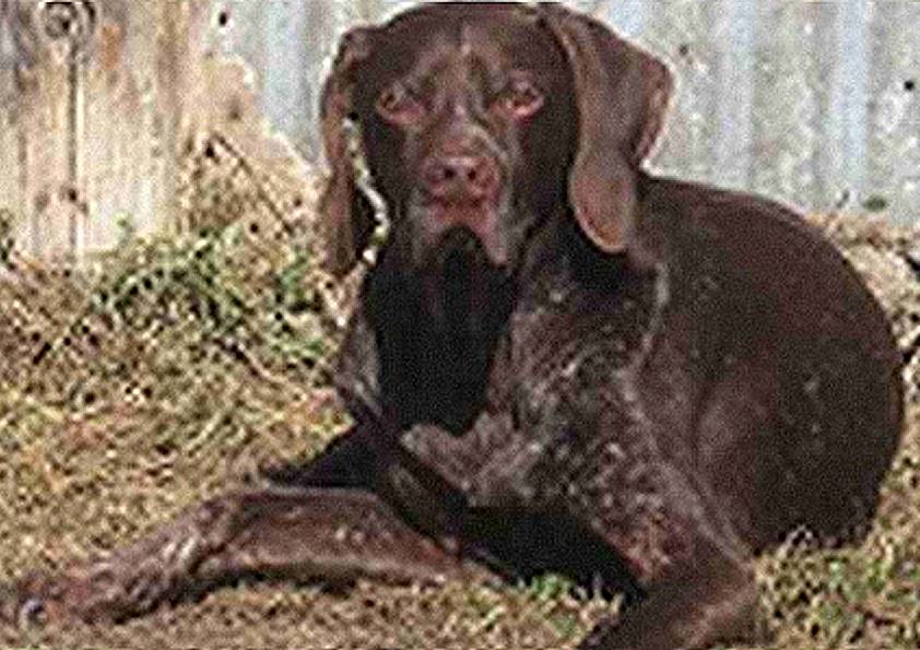 MURPHY . braque allemand (original)