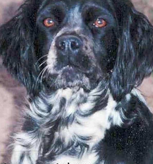 NEIGE . épagneul blanc noir (original)