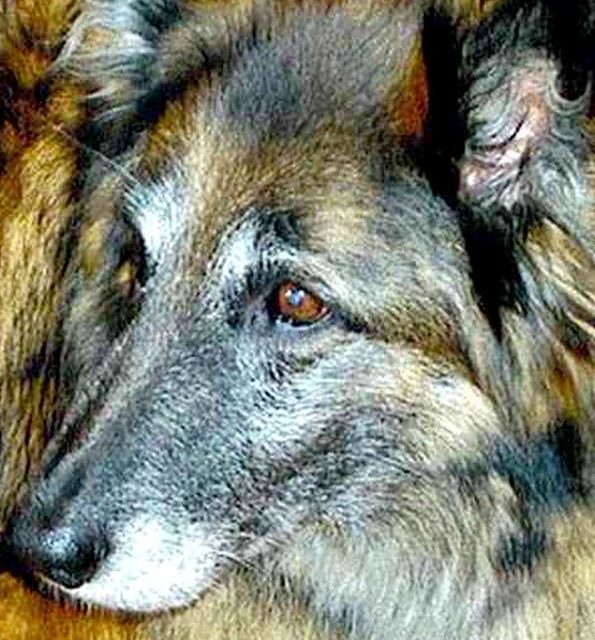 NELLE . berger allemand (original)