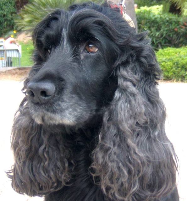 NELSON . cocker anglais (original)