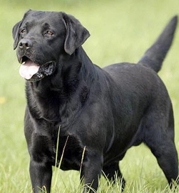 OLE . Labrador noir (original)