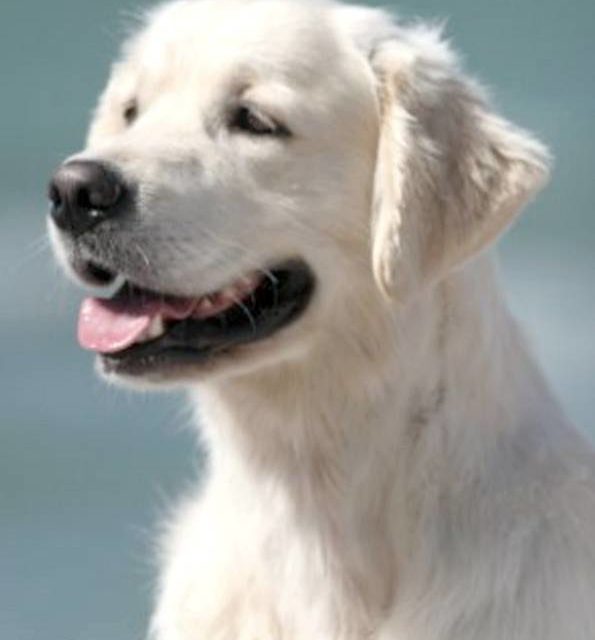 POPPY . golden retriever (original)