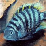 Concours PRESENCE DES ARTS