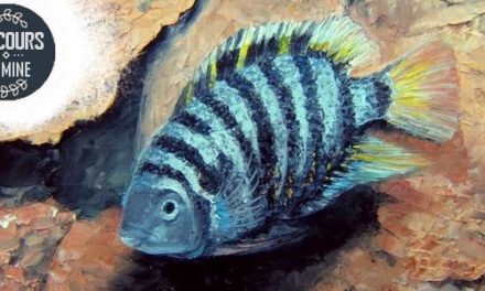 Concours PRESENCE DES ARTS