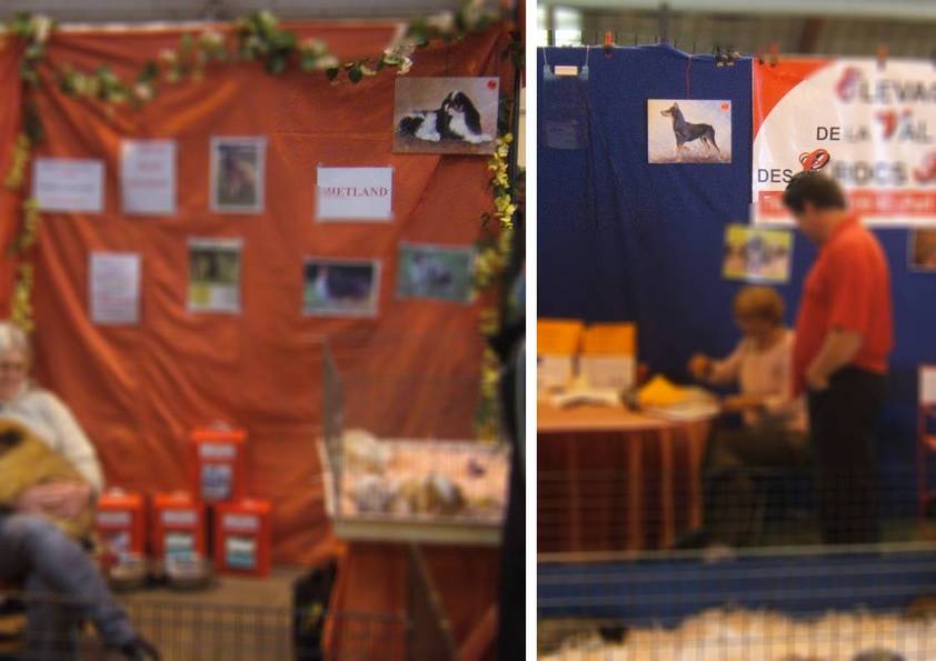 QUIZ peinture stand éleveurs