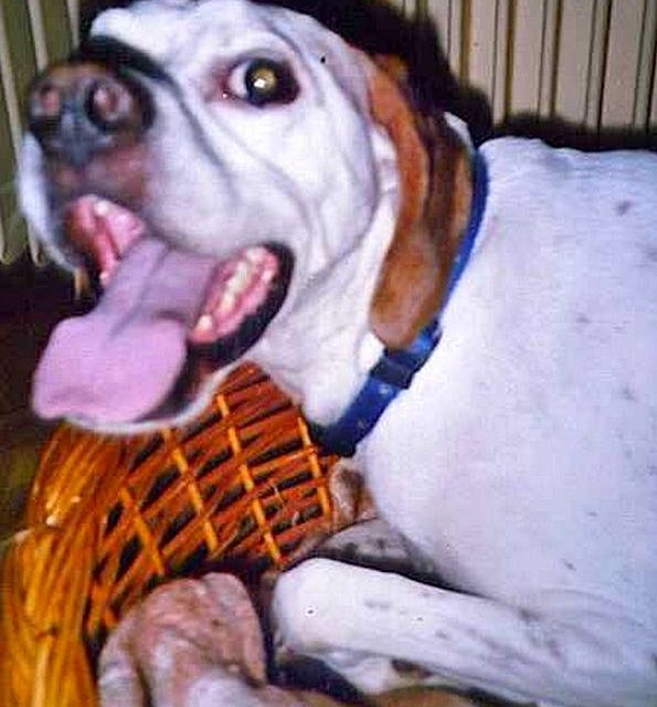 REBELLE . pointer (original)